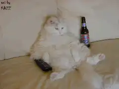 drunk cat on couch