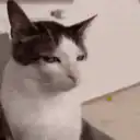 Cat squinting and blinking