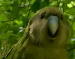 green parrot looking at camera