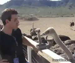 Ostrich steals man's phone