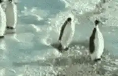 Penguin slips and slides on ice