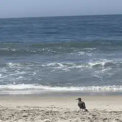 seagull on beach with waves