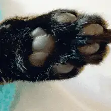 Close up of a cat paw wiggling