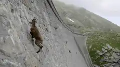 Goat climbing Great Wall of China
