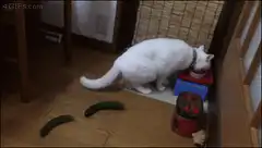 white cat scared by cucumbers