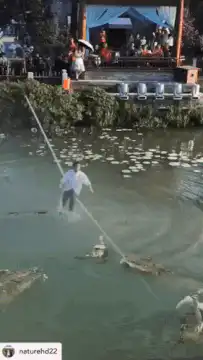 Man tightrope walks over alligators