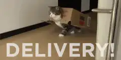 Cat in a box delivery