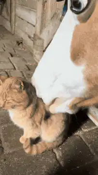 Cow licks orange cat