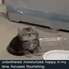 Unbothered moisturized happy kitten