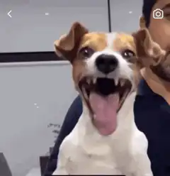 Jack Russell dog smiling and panting