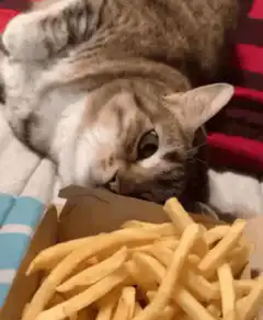 cat licking french fries