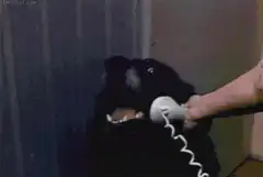 dog answers phone hello yes this is dog
