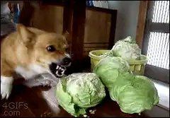 Corgi eating cabbage