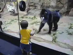 Toddler and gorilla high five
