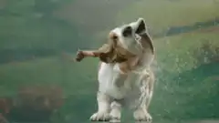 Basset Hound shaking off water