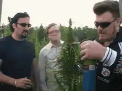 Three men in a marijuana field