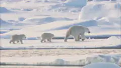 Polar bear and cubs walking on ice
