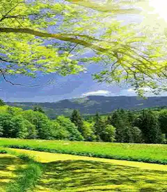 Vibrant nature landscape slideshow