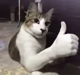 cat giving thumbs up