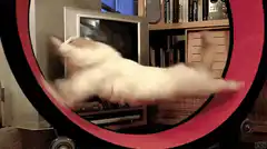 Cat running in hamster wheel