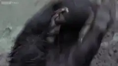 Honey badger waving at camera