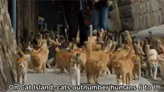 Cat Island cats outnumber humans