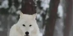 White wolf howling in snowy forest