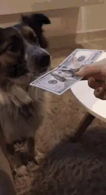 Dog takes dollar bill from hand