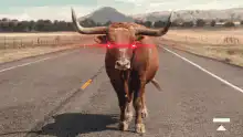 Bull with laser eyes and Matthew McConaughey