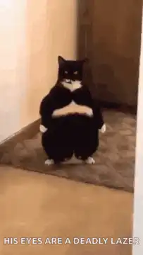 Cat shoots deadly lazer beams from eyes