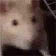 blurry white rat looking around