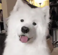 smiling white fluffy dog zooming in