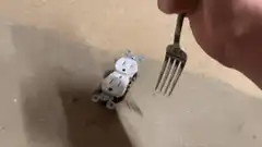 fork poking electrical outlet
