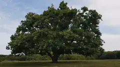 Large tree in a field