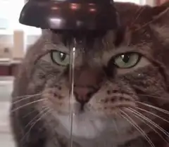 Cat with water dripping on head