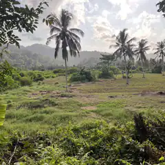tropical landscape with palm trees and mountains