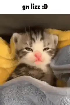 gn lizz :D sleepy kitten