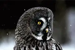 Great Grey Owl turns head in snow