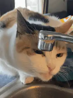 calico cat drinking from faucet