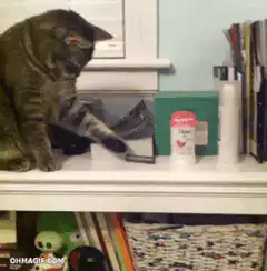 cat knocks deodorant off shelf