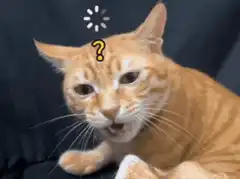 Confused cat with loading icon