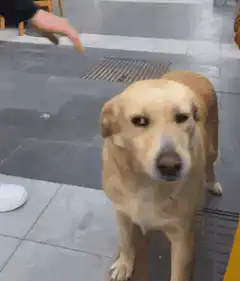 Dog gets petted and walks away