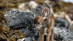 baby deer on rocky shore