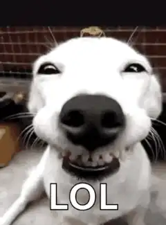 dog laughing lol