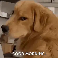 Good Morning Dog