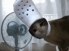 cat with croc on head