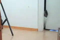 cat drags blanket out of room