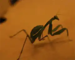 Mantis typing lololo on keyboard