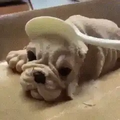 Bulldog cookie dough and excited black dog