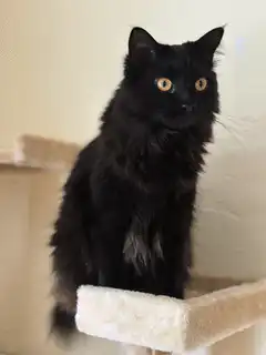 black cat laser eyes